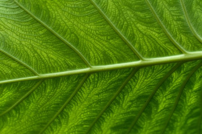 Photo Presentation slide